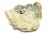 Fossil Clam (Mercenaria) With Fluorescent Calcite - Rucks Pit, FL #285854-1